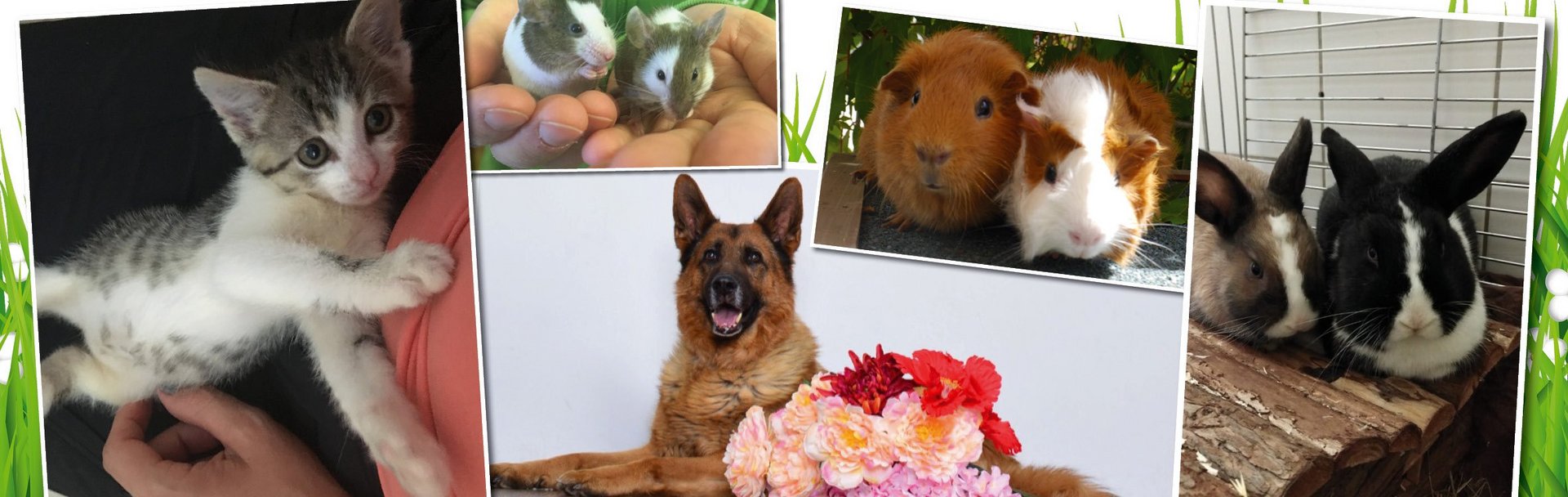 Banner mit Tieren fĂŒr private Vergabe von Haustieren